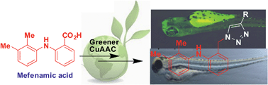 Graphical abstract: Zebrafish based strategy for the identification of a potential pharmacophore for apoptosis: a greener CuAAC approach for novel 1,2,3-triazoles derived from mefenamic acid