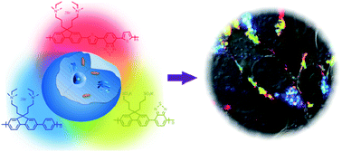 Graphical abstract: Multicolour fluorescence cell imaging based on conjugated polymers
