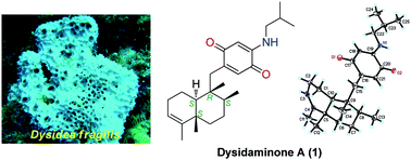 Graphical abstract: Dysidaminones A–M, cytotoxic and NF-κB inhibitory sesquiterpene aminoquinones from the South China Sea sponge Dysidea fragilis
