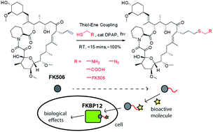 Graphical abstract: Facile functionalization of FK506 for biological studies by the thiol–ene ‘click’ reaction