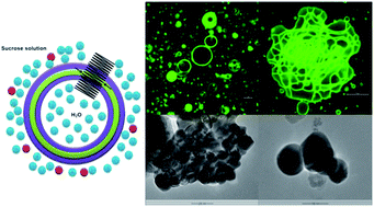 Graphical abstract: A mechanistic study on amphiphilic block co-polymer poly(butadiene-b-(ethylene oxide)) vesicles reveals the water permeation mechanism through a polymeric bilayer