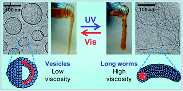 Graphical abstract: A simple route to fluids with photo-switchable viscosities based on a reversible transition between vesicles and wormlike micelles