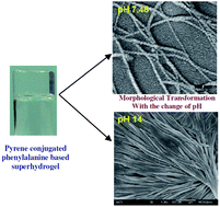 Graphical abstract: Single amino acid based thixotropic hydrogel formation and pH-dependent morphological change of gel nanofibers