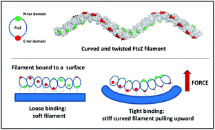 Graphical abstract: Torsion and curvature of FtsZ filaments