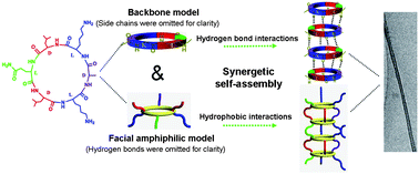 Graphical abstract: High length–diameter ratio nanotubes self-assembled from a facial cyclopeptide