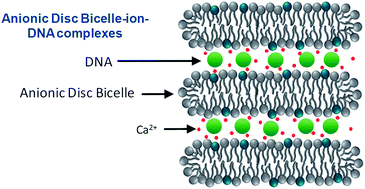 Graphical abstract: Formation of divalent ion mediated anionic disc bicelle–DNA complexes