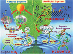 Graphical abstract: Graphene–BODIPY as a photocatalyst in the photocatalytic–biocatalytic coupled system for solar fuel production from CO2