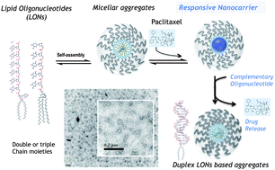 Graphical abstract: Lipid oligonucleotide conjugates as responsive nanomaterials for drug delivery