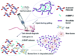 Graphical abstract: Injectable and redox-responsive hydrogel with adaptive degradation rate for bone regeneration
