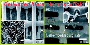Graphical abstract: Cell-printed hierarchical scaffolds consisting of micro-sized polycaprolactone (PCL) and electrospun PCL nanofibers/cell-laden alginate struts for tissue regeneration