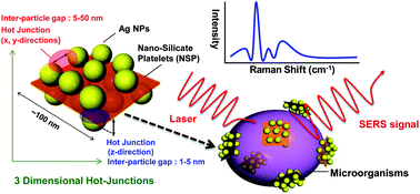 Graphical abstract: Label-free and culture-free microbe detection by three dimensional hot-junctions of flexible Raman-enhancing nanohybrid platelets
