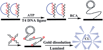 Graphical abstract: A cascade amplification strategy based on rolling circle amplification and hydroxylamine amplified gold nanoparticles enables chemiluminescence detection of adenosine triphosphate