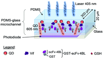 Graphical abstract: An amorphous silicon photodiode microfluidic chip to detect nanomolar quantities of HIV-1 virion infectivity factor