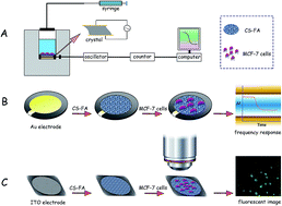 Graphical abstract: A recyclable chitosan-based QCM biosensor for sensitive and selective detection of breast cancer cells in real time
