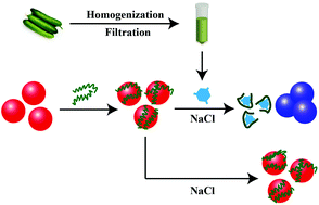 Graphical abstract: Sensitive colorimetric detection of cyromazine in cucumber samples by using label-free gold nanoparticles and polythymine