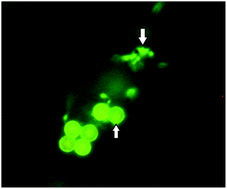 Graphical abstract: Mycobacteriophage lysin-mediated capture of cells for the PCR detection of Mycobacterium avium subspecies paratuberculosis