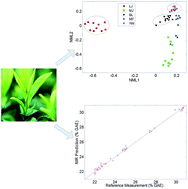Graphical abstract: Identification of green tea varieties and fast quantification of total polyphenols by near-infrared spectroscopy and ultraviolet-visible spectroscopy with chemometric algorithms