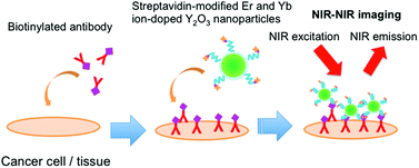 Graphical abstract: Cancer-targeted near infrared imaging using rare earth ion-doped ceramic nanoparticles
