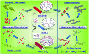 Graphical abstract: Phosphorylated dendronized poly(amido amine)s as protein analogues for directing hydroxylapatite biomineralization