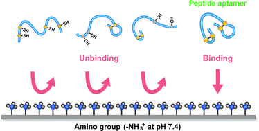 Graphical abstract: Amino group binding peptide aptamers with double disulphide-bridged loops selected by in vitro selection using cDNA display