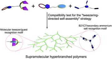 Graphical abstract: Construction of supramolecular hyperbranched polymers via the “tweezering directed self-assembly” strategy