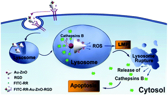 Graphical abstract: Targeting lysosomal membrane permeabilization to induce and image apoptosis in cancer cells by multifunctional Au–ZnO hybrid nanoparticles