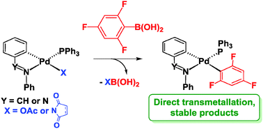 Graphical abstract: [Pd(C∧N)(X)(PPh3)] palladacycles react with 2,4,6-trifluorophenyl boronic acid to give stable transmetallation products of the type [Pd(C∧N)(2,4,6-F3C6H2)(PPh3)]