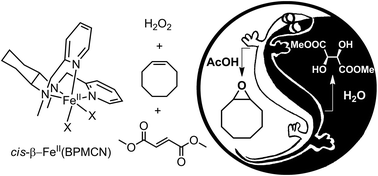 Graphical abstract: A chameleon catalyst for nonheme iron-promoted olefin oxidation