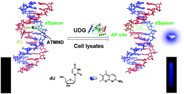 Graphical abstract: A label-free and sensitive fluorescent method for the detection of uracil-DNA glycosylase activity