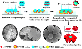Graphical abstract: Droplet-assisted fabrication of colloidal crystals from flower-shaped porphyrin Janus particles
