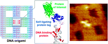 Graphical abstract: A modular zinc finger adaptor accelerates the covalent linkage of proteins at specific locations on DNA nanoscaffolds