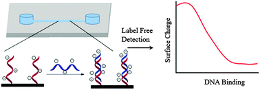 Graphical abstract: Label free detection of nucleic acids by modulating nanochannel surfaces