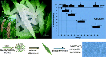 Graphical abstract: Preparation and characterization of novel spica-like hierarchical vaterite calcium carbonate and a hydrophilic poly(vinylidene fluoride)/calcium carbonate composite membrane