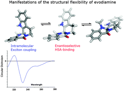 Graphical abstract: Role of the conformational flexibility of evodiamine in its binding to protein hosts: a comparative spectroscopic and molecular modeling evaluation with rutaecarpine