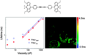 Graphical abstract: A homodimeric BODIPY rotor as a fluorescent viscosity sensor for membrane-mimicking and cellular environments