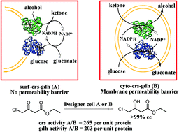 Graphical abstract: A highly efficient designer cell for enantioselective reduction of ketones