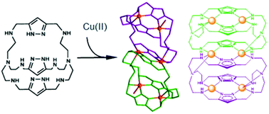 Graphical abstract: “3 + 1 = 6 + 2” in Cu(ii) coordination chemistry of 1H-pyrazole aza cryptands