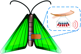 Graphical abstract: Wireless biomechanical power harvesting via flexible magnetostrictive ribbons