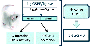 Graphical abstract: A grape seed extract increases active glucagon-like peptide-1 levels after an oral glucose load in rats