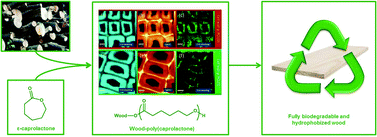 Graphical abstract: Fully biodegradable modification of wood for improvement of dimensional stability and water absorption properties by poly(ε-caprolactone) grafting into the cell walls