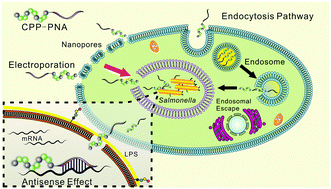 Graphical abstract: Electroporation-based delivery of cell-penetrating peptide conjugates of peptide nucleic acids for antisense inhibition of intracellular bacteria