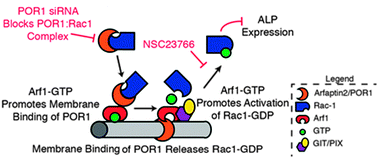 Graphical abstract: Geometry sensing through POR1 regulates Rac1 activity controlling early osteoblast differentiation in response to nanofiber diameter