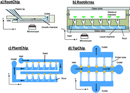 Graphical abstract: Microfluidic platforms for plant cells studies