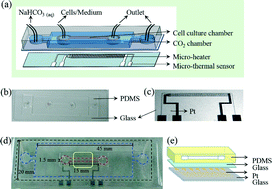 Graphical abstract: A portable microfluidic device for the rapid diagnosis of cancer metastatic potential which is programmable for temperature and CO2