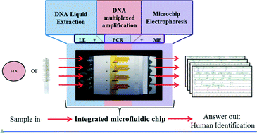 Graphical abstract: An integrated sample-in-answer-out microfluidic chip for rapid human identification by STR analysis