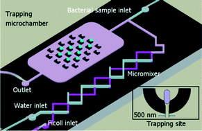 Graphical abstract: An optofluidic imaging system to measure the biophysical signature of single waterborne bacteria