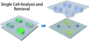 Graphical abstract: A microsystem integrating photodegradable hydrogel microstructures and reconfigurable microfluidics for single-cell analysis and retrieval
