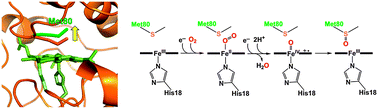 Graphical abstract: Self-oxidation of cytochrome c at methionine80 with molecular oxygen induced by cleavage of the Met–heme iron bond