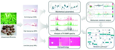 Graphical abstract: Toxicity assessment of Arisaematis Rhizoma in rats by a 1H NMR-based metabolomics approach