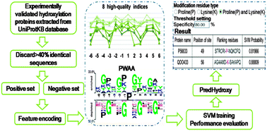 Graphical abstract: PredHydroxy: computational prediction of protein hydroxylation site locations based on the primary structure